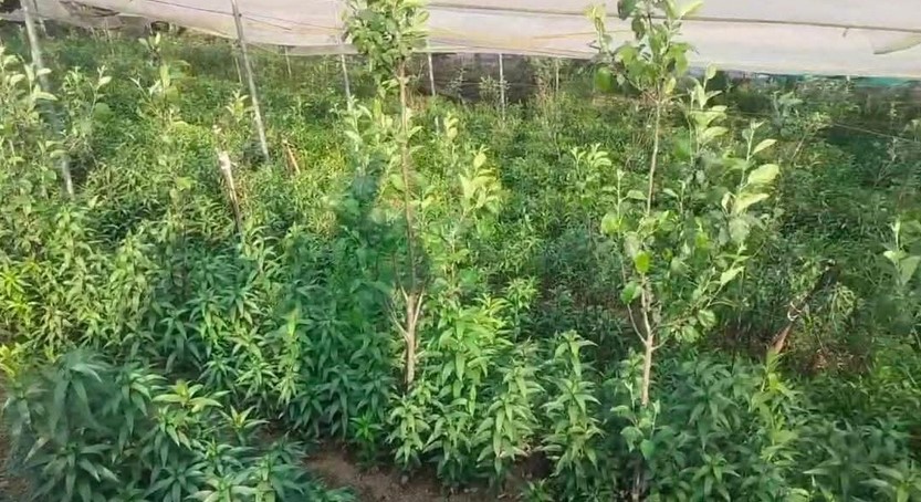 चम्पावत की धरती पर खिला लिलियम का सुनहरा भविष्य: धारित्री एग्रो फार्म बना कृषि नवाचार की मिसाल